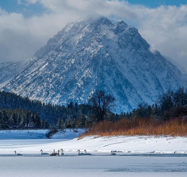 Flock of Trumpeter swans swim at Oxbow Bend in front of Mount Moran-Grand Teton National Park